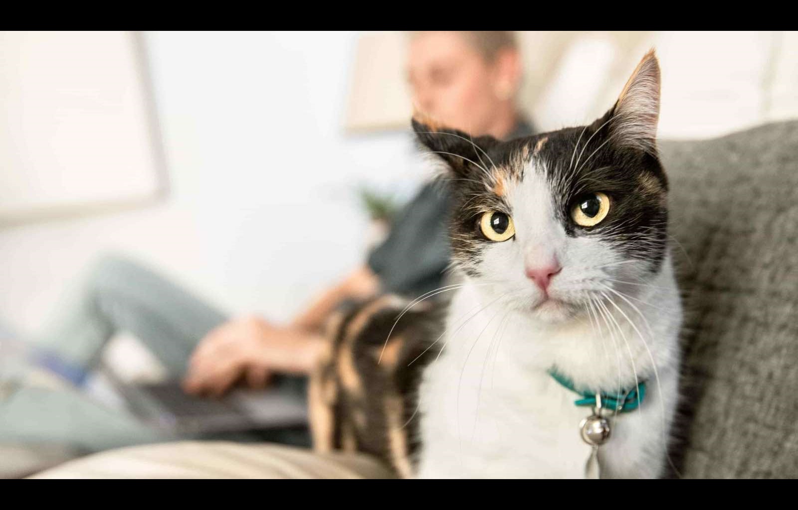 A cat sitting on a sofa with its owner seen in the background sitting on the other site of the sofa working on a laptop