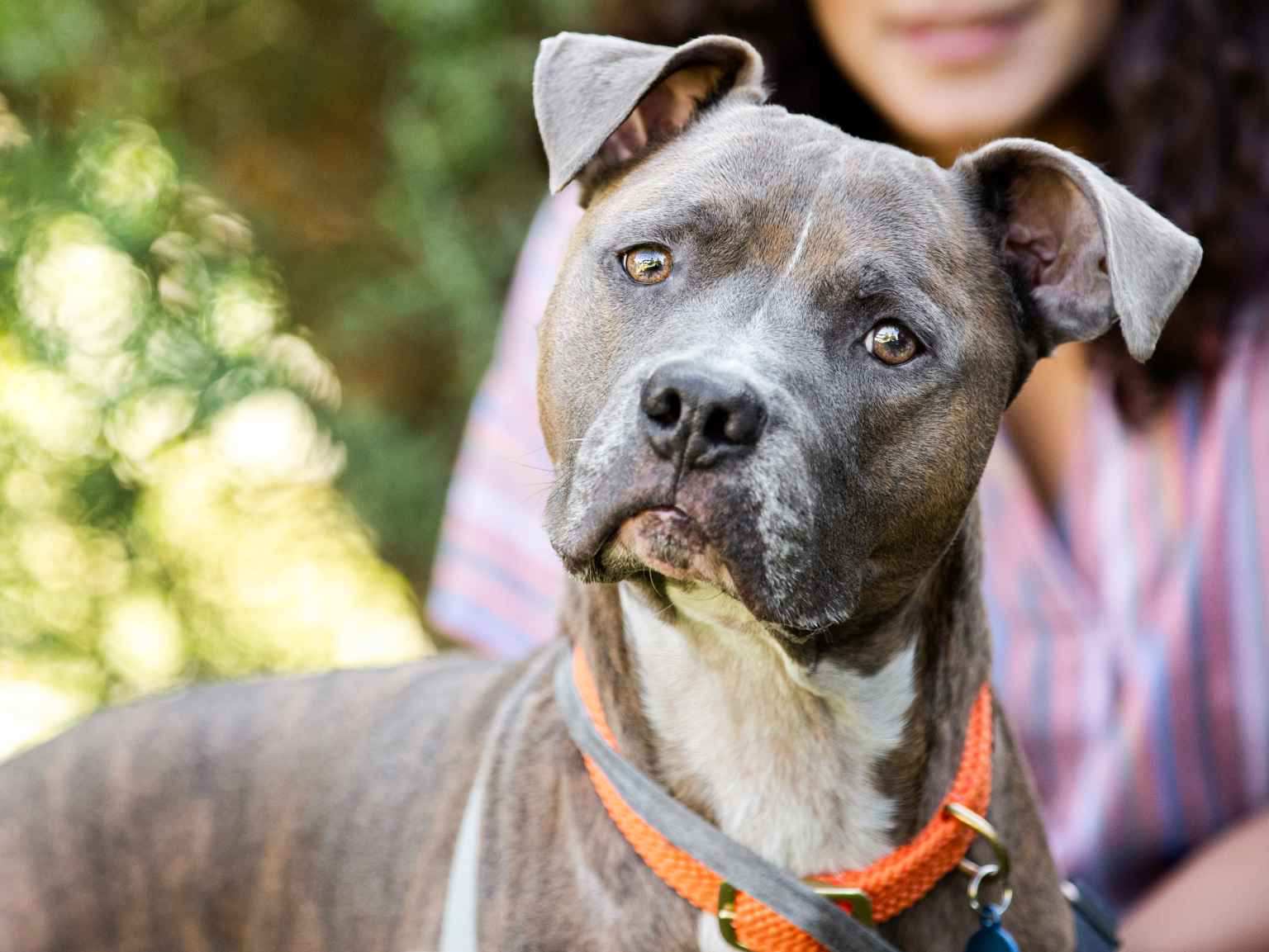 A curious dog looking towards the camera while its owner is seen sitting in the background