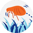 Illustrated icon of a flea jumping in hair