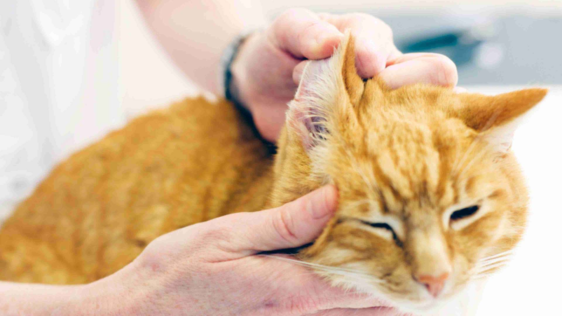 A cat owner checking his cat's ear