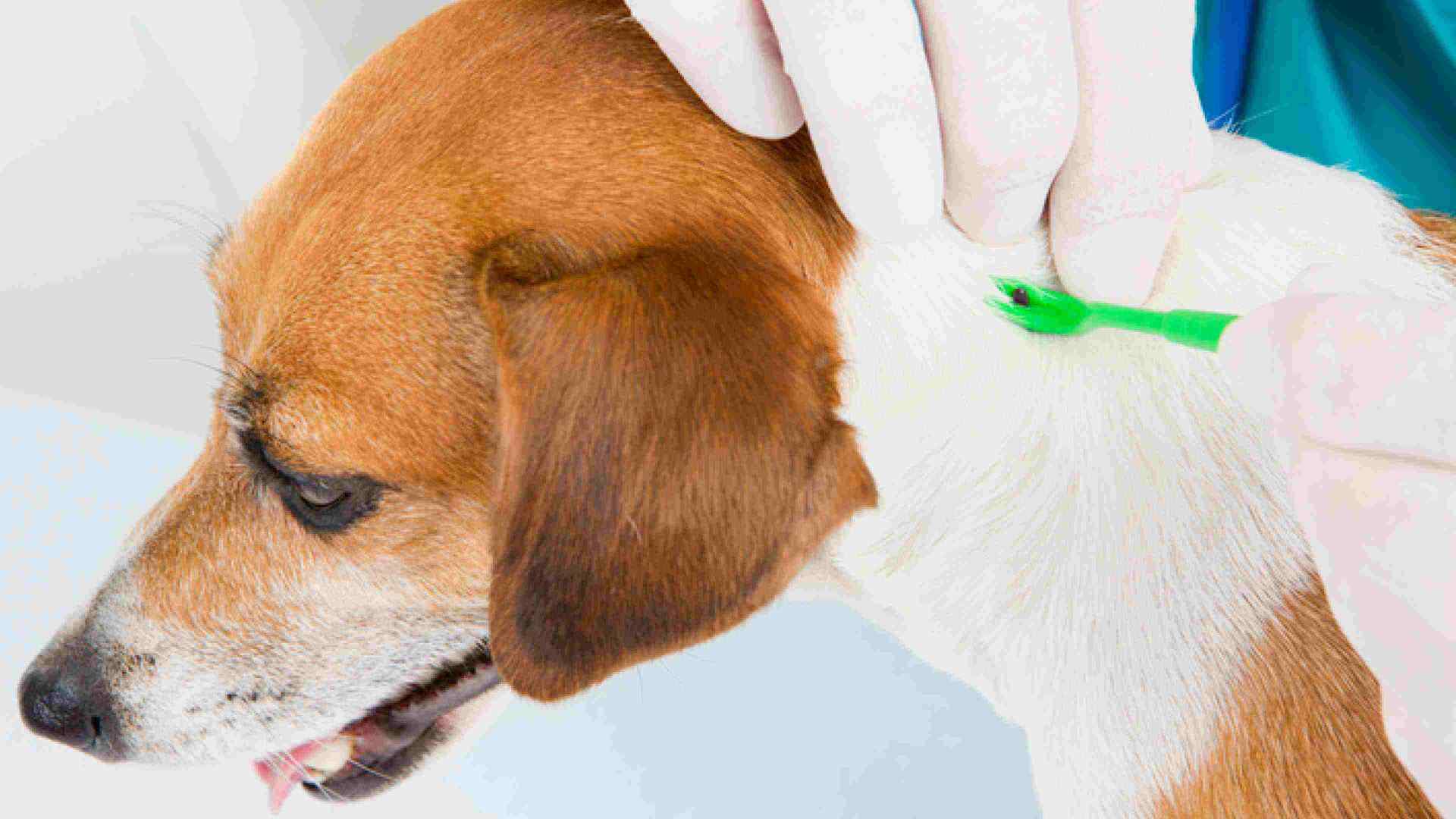 A dog owner removing the ticks on his dog