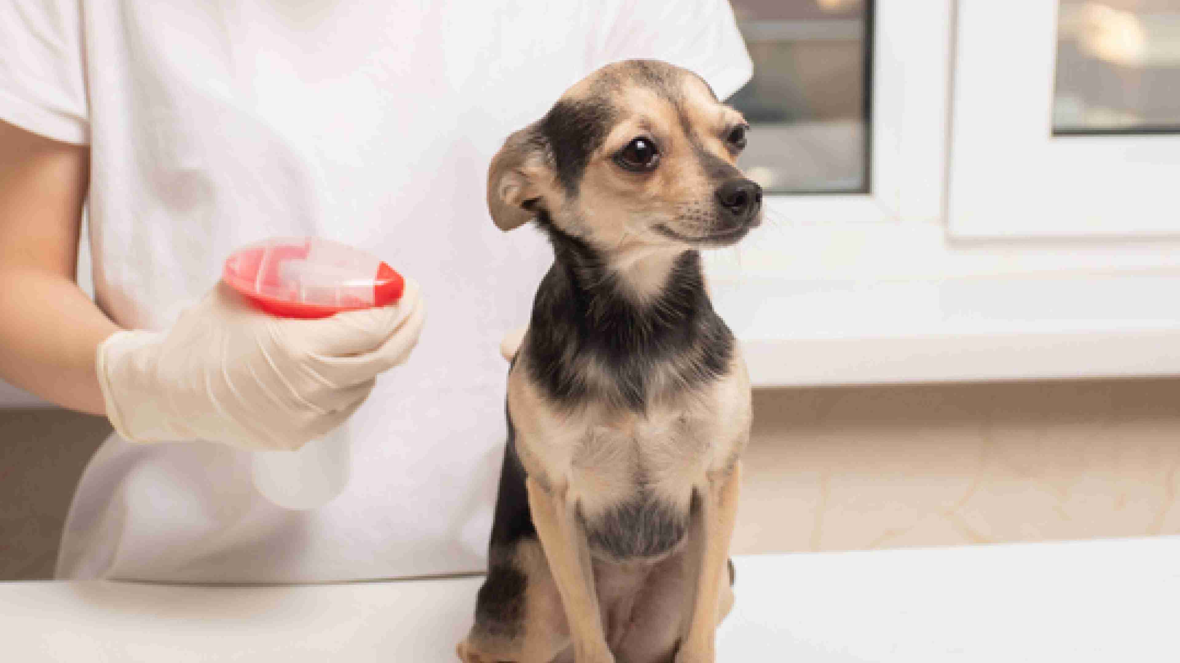 A close-up of the hand of a dog owner applying skin medication to her dog using a bottle sprayer
