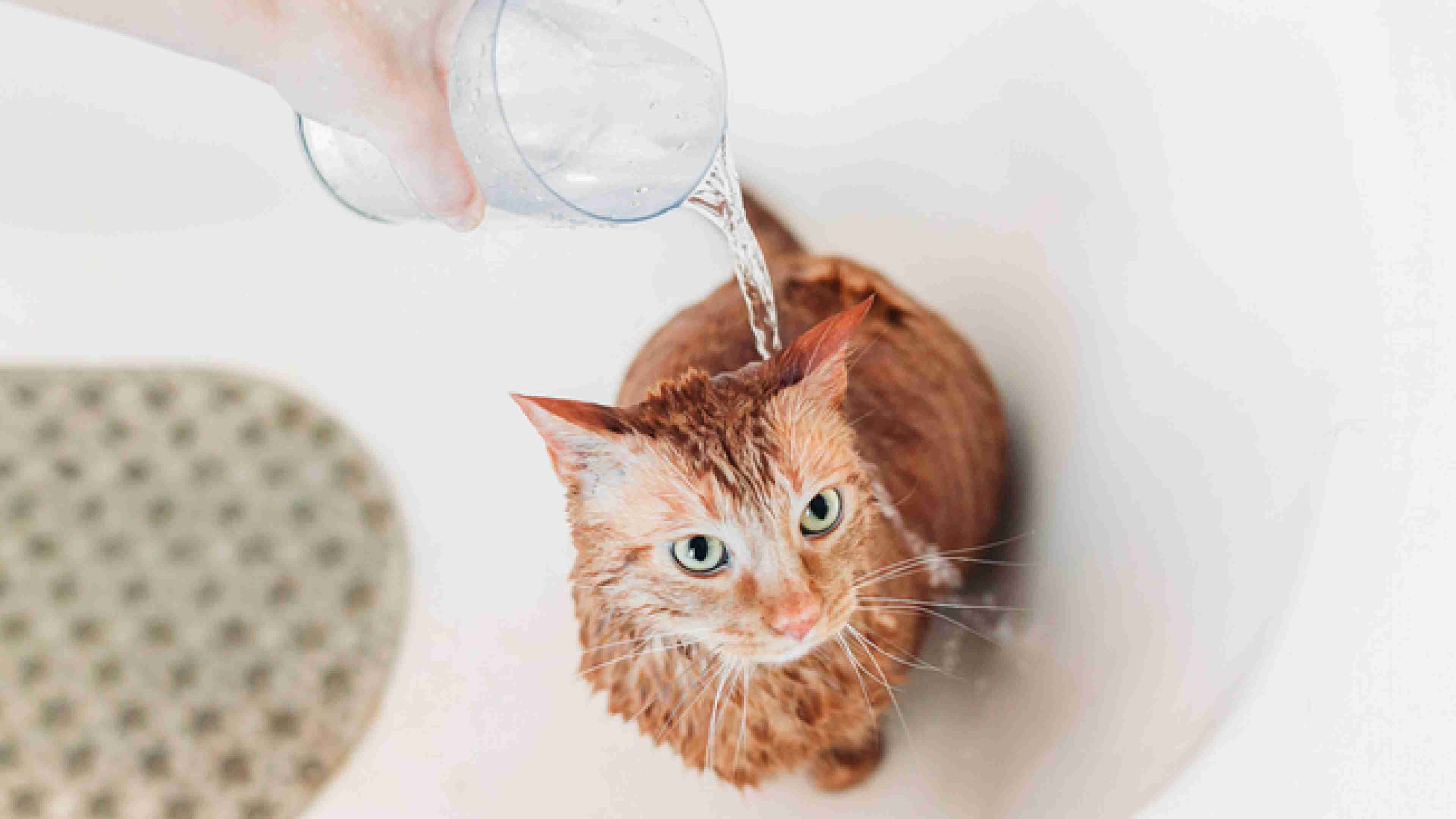 A close-up of the hand of a cat owner bathing her cat by pouring water on the cat