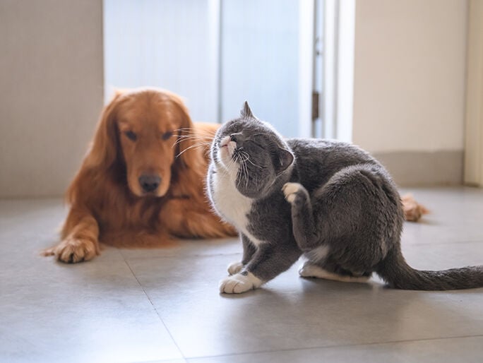 brown dog and grey cat inside house