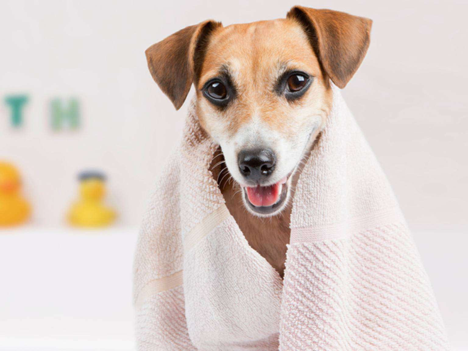 A happy little dog in the bathroom after a bath wrapped in a towel