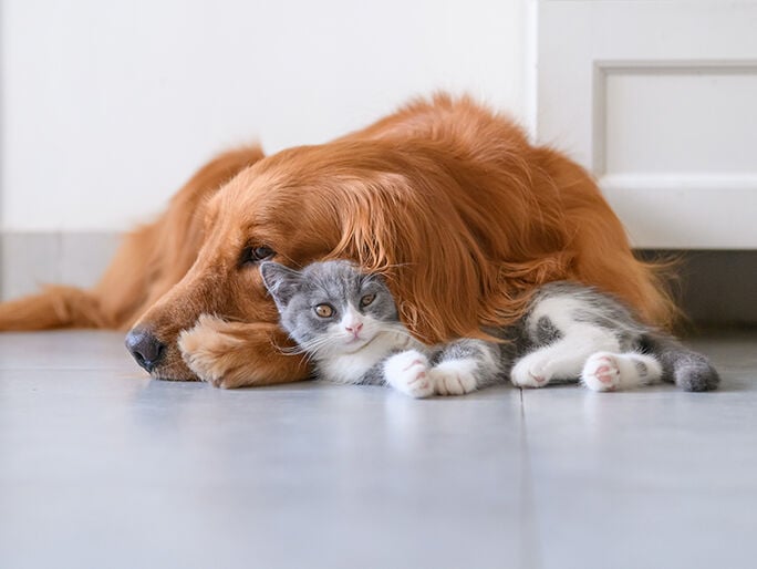 brown dog and grey cat sleeping