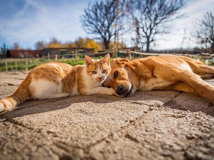 brown dog and cat on outdoor field