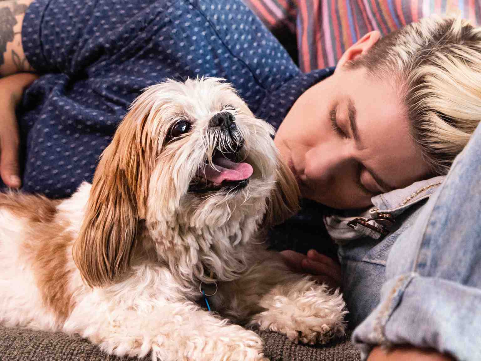 A happy little dog sitting next his owner, who is sleeping