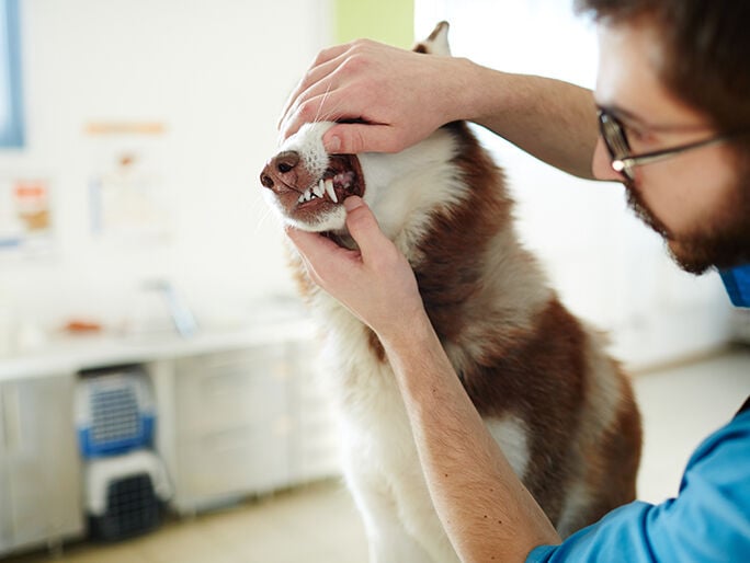 doctor checking dog teeth