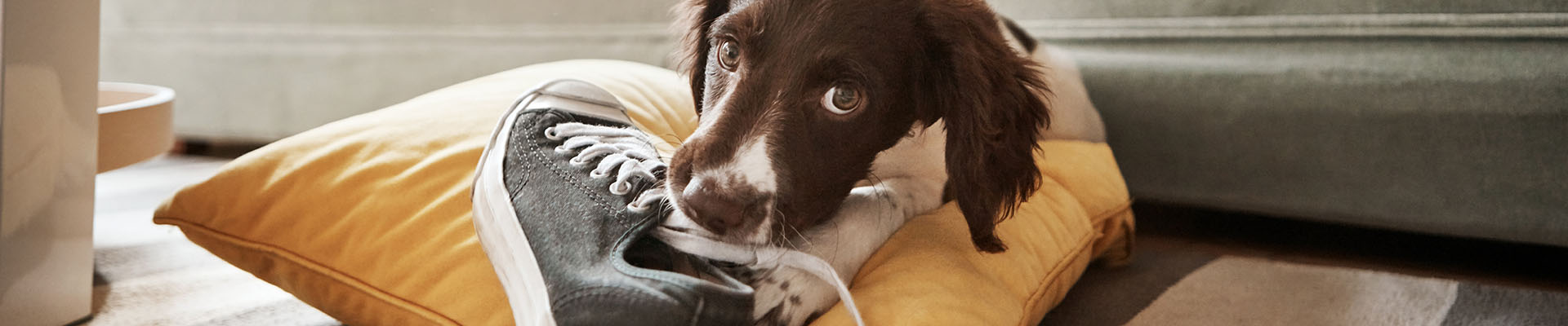 brown dog chewing shoe