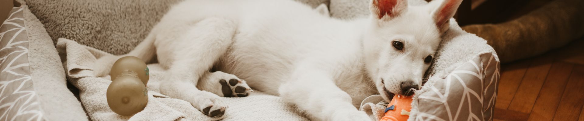 A Jack Russell Terrier puppy sleeping on a white carpet