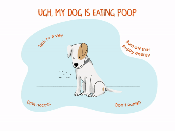 why are my dogs eating their poop