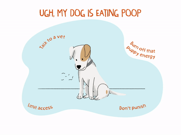 How to get your dog deals not to eat poop