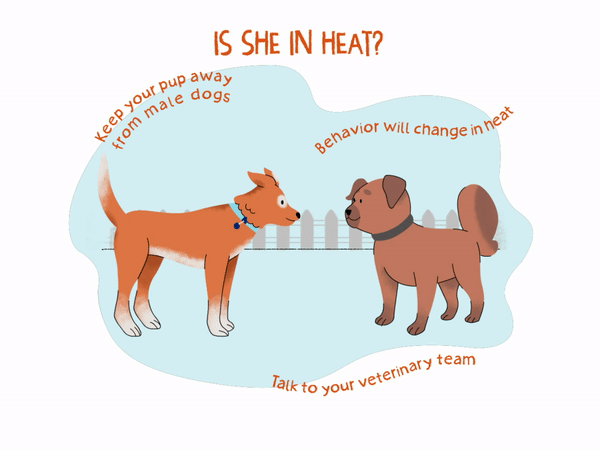 how long is my female dog in heat