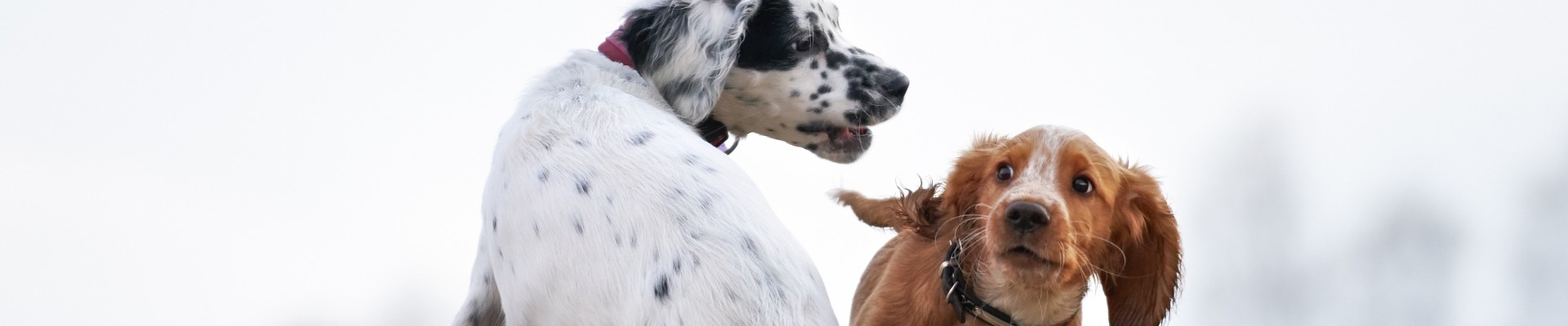 aggressive dog snarls at scared dog