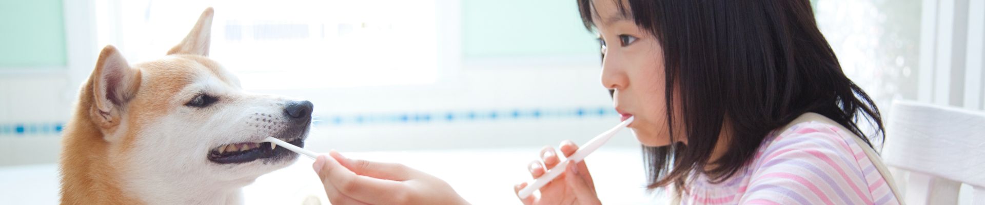 Banfield dog teeth cleaning sale