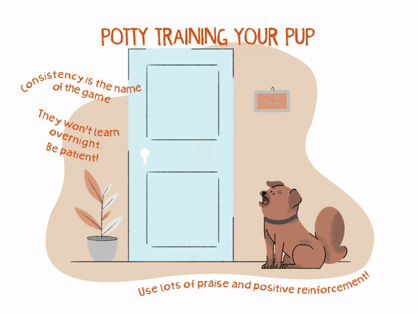 Trouble house top training puppy