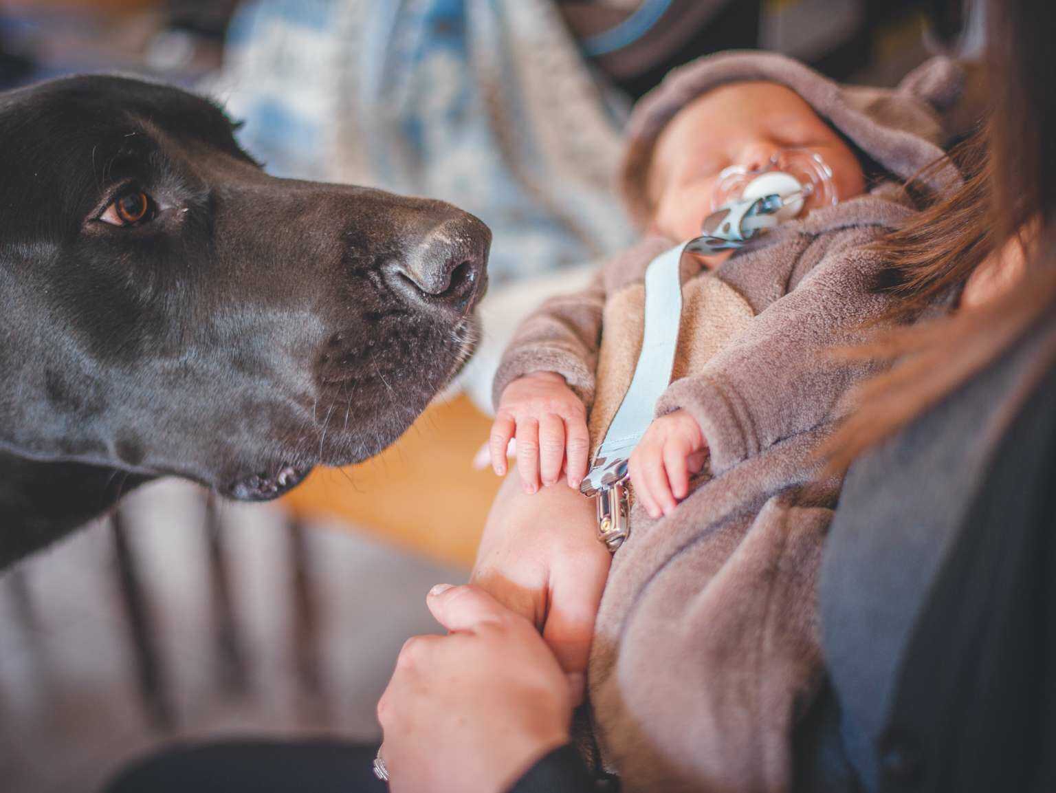 how do you acclimate a dog to a new baby