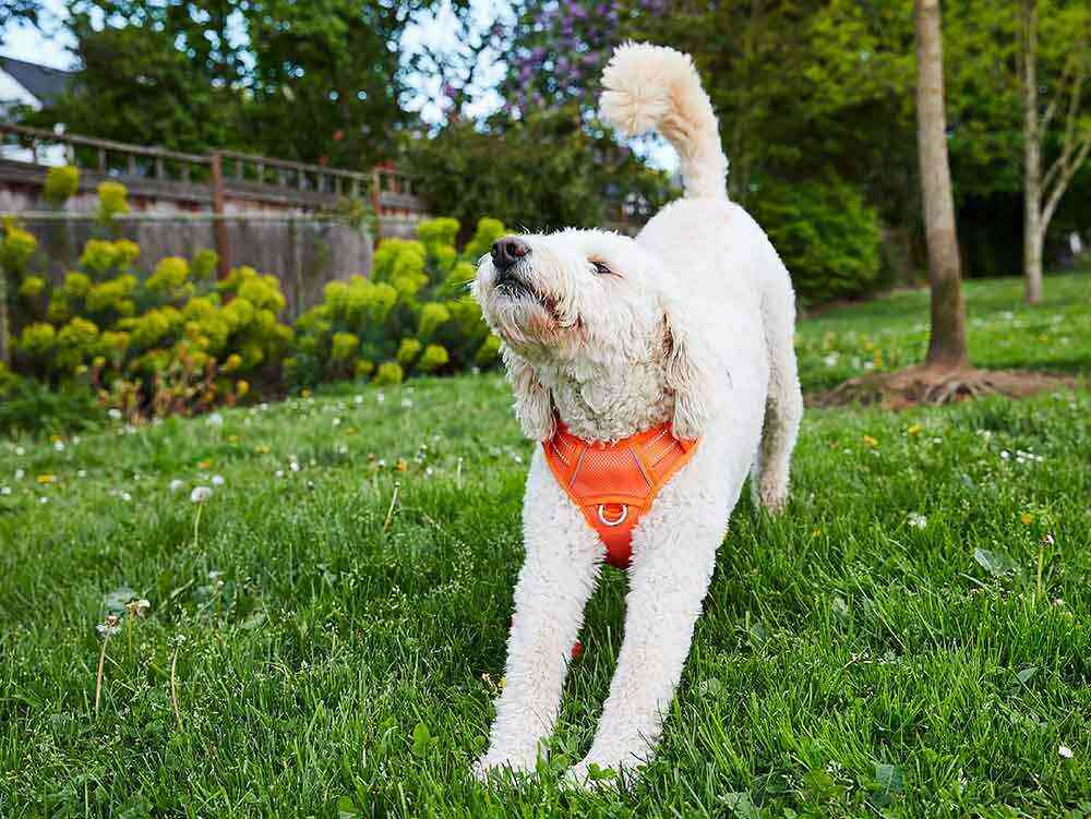 Pup health and happiness Banfield Pet Hospital®