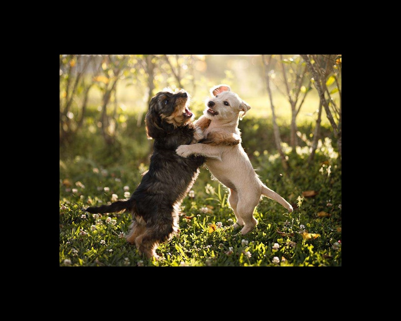 Two puppies playing with each other