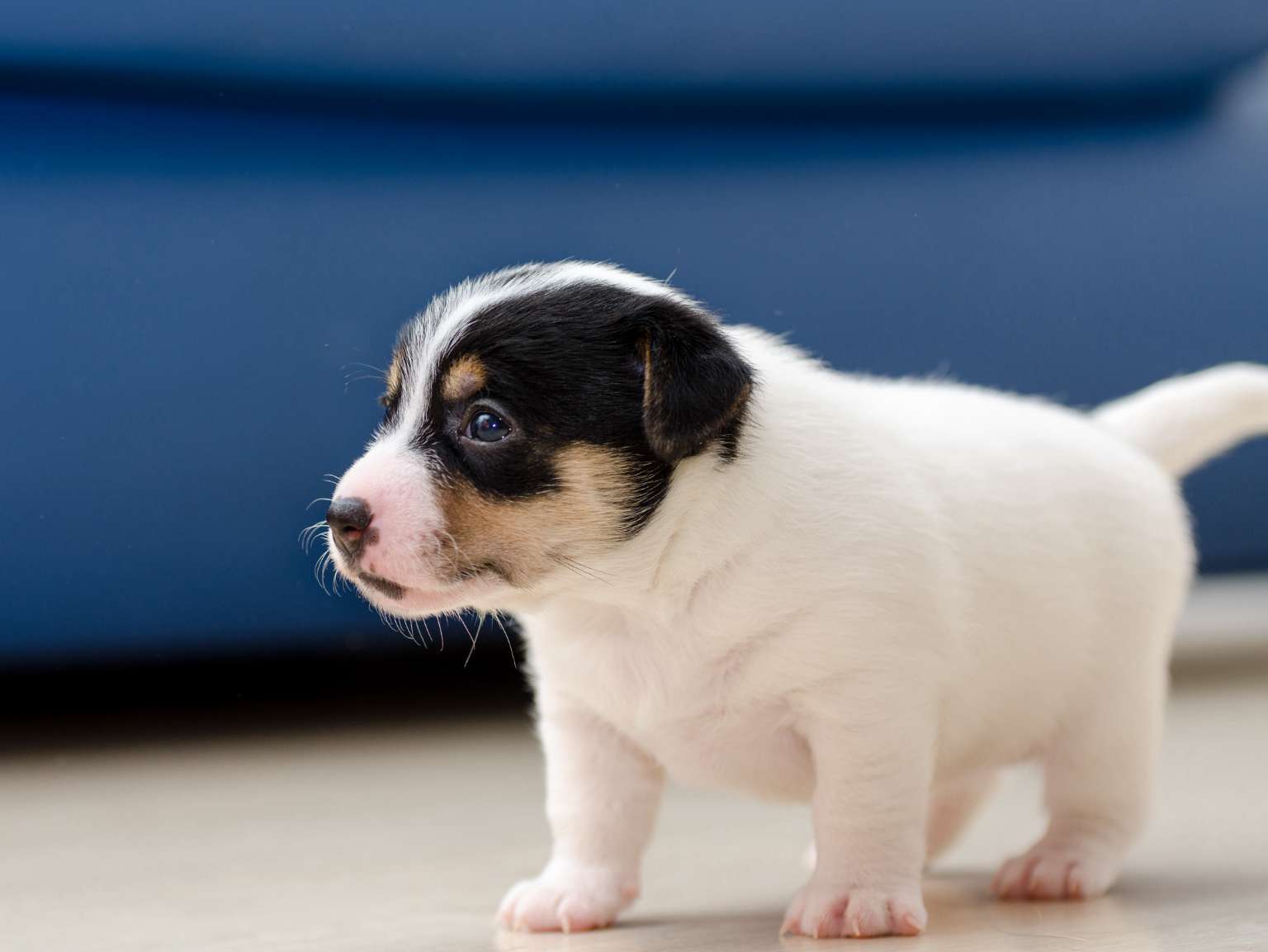 All about a 3-month-old puppy