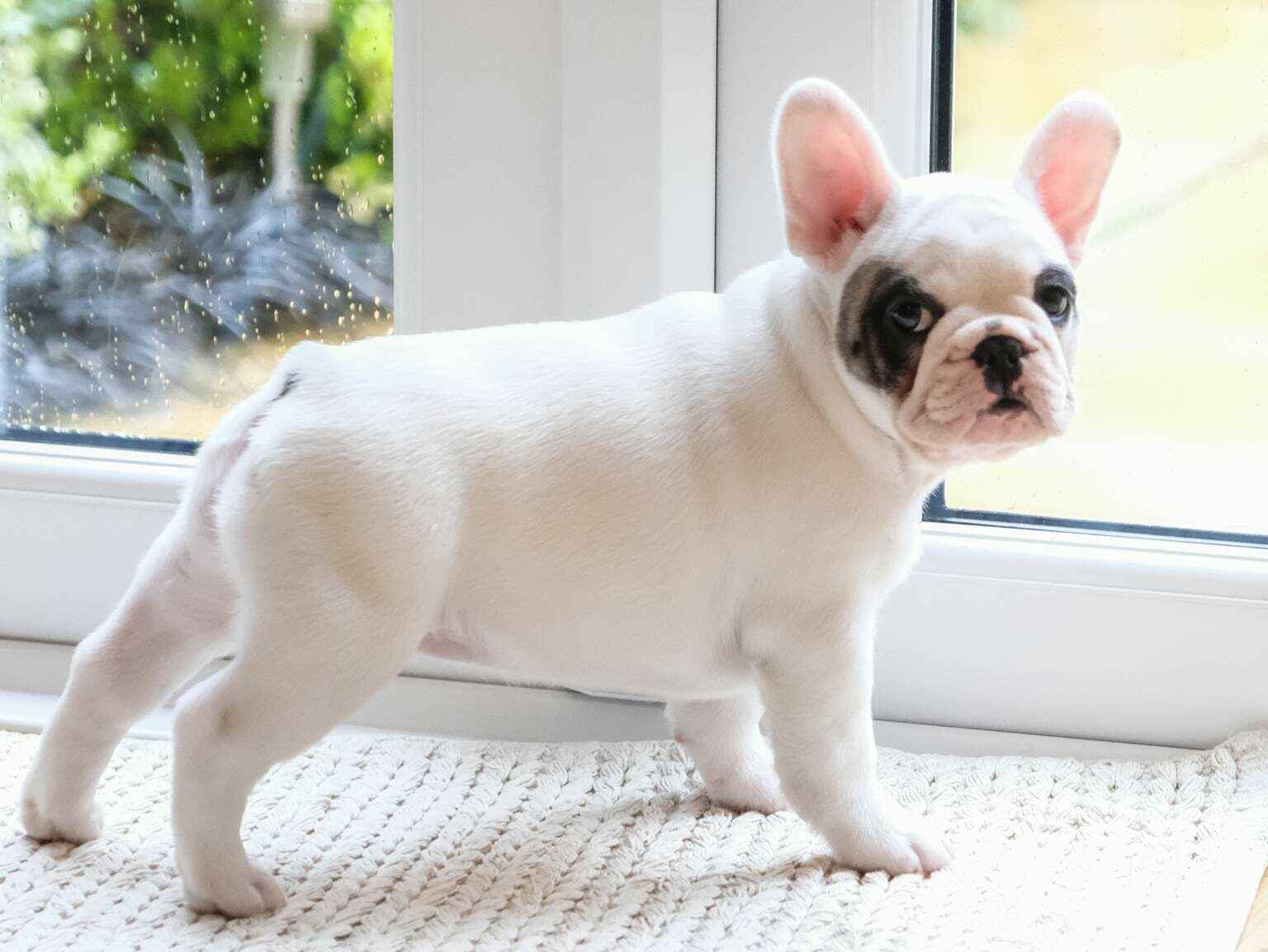 A French Bulldog puppy standing by a door and looking back