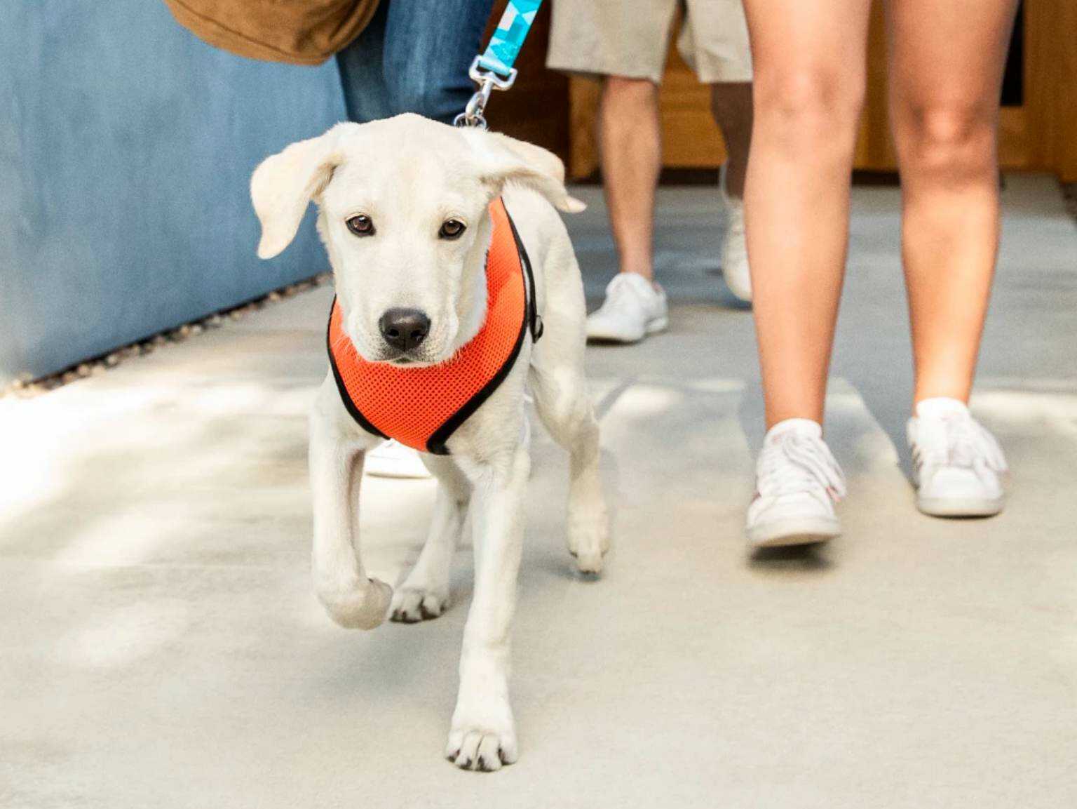 All about a three-month-old puppy