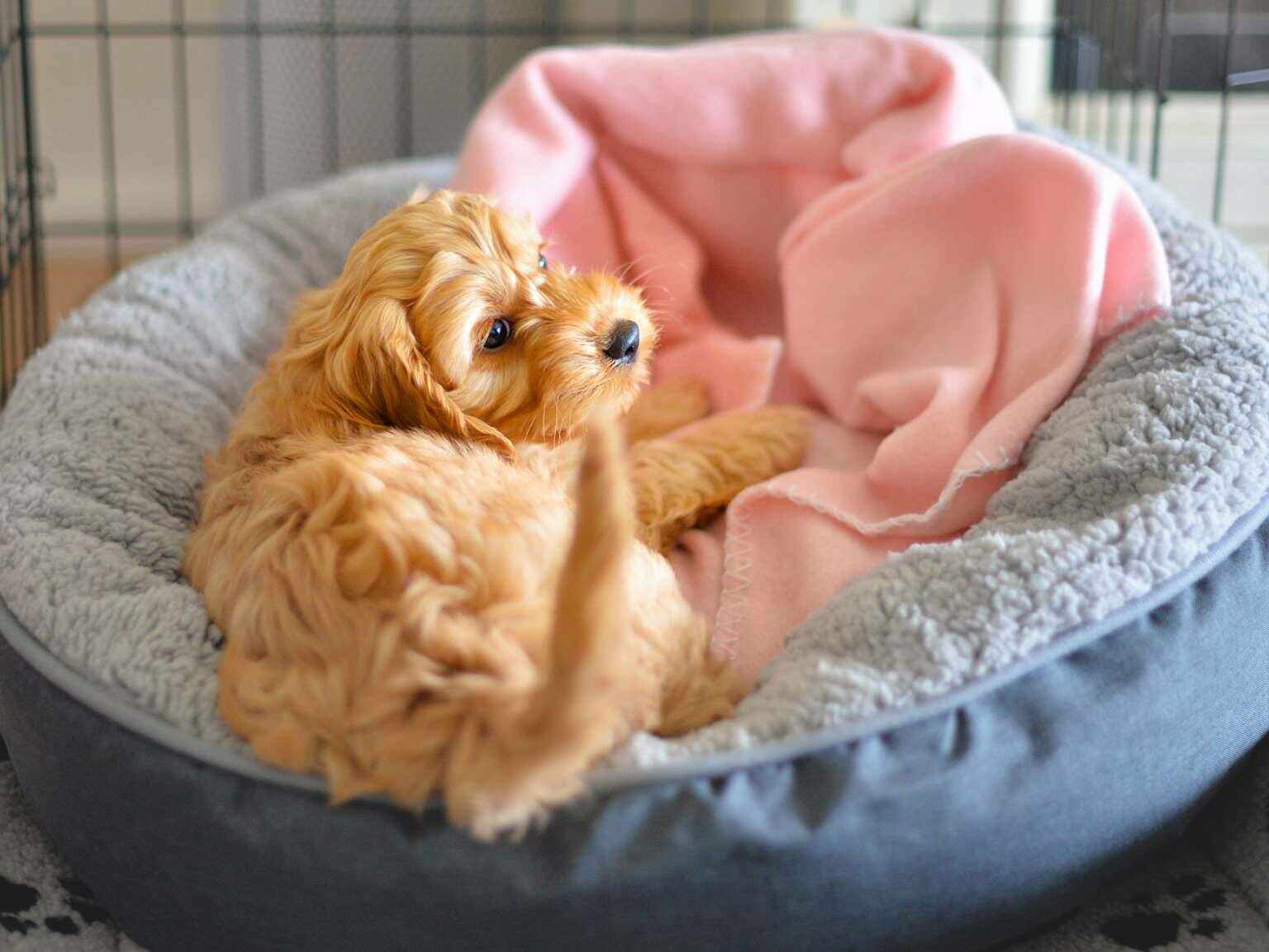All About A 3 month old Puppy Banfield Pet Hospital all-about-a-3-month-old-puppy-banfield-pet-hospital
