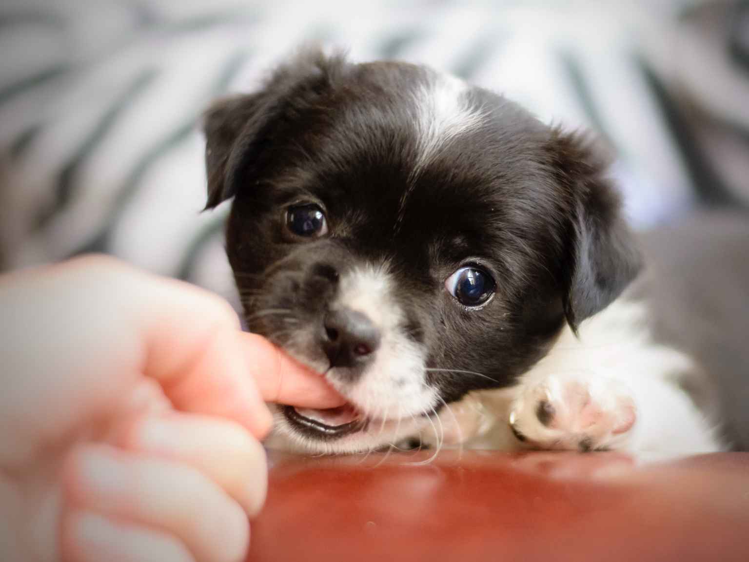 A black and white puppy nibbling on its owner's index finger