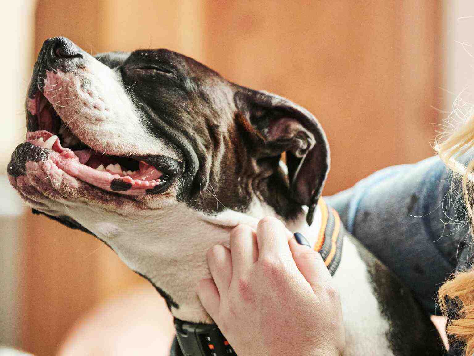 A brown and white dog getting a neck rub from its owner