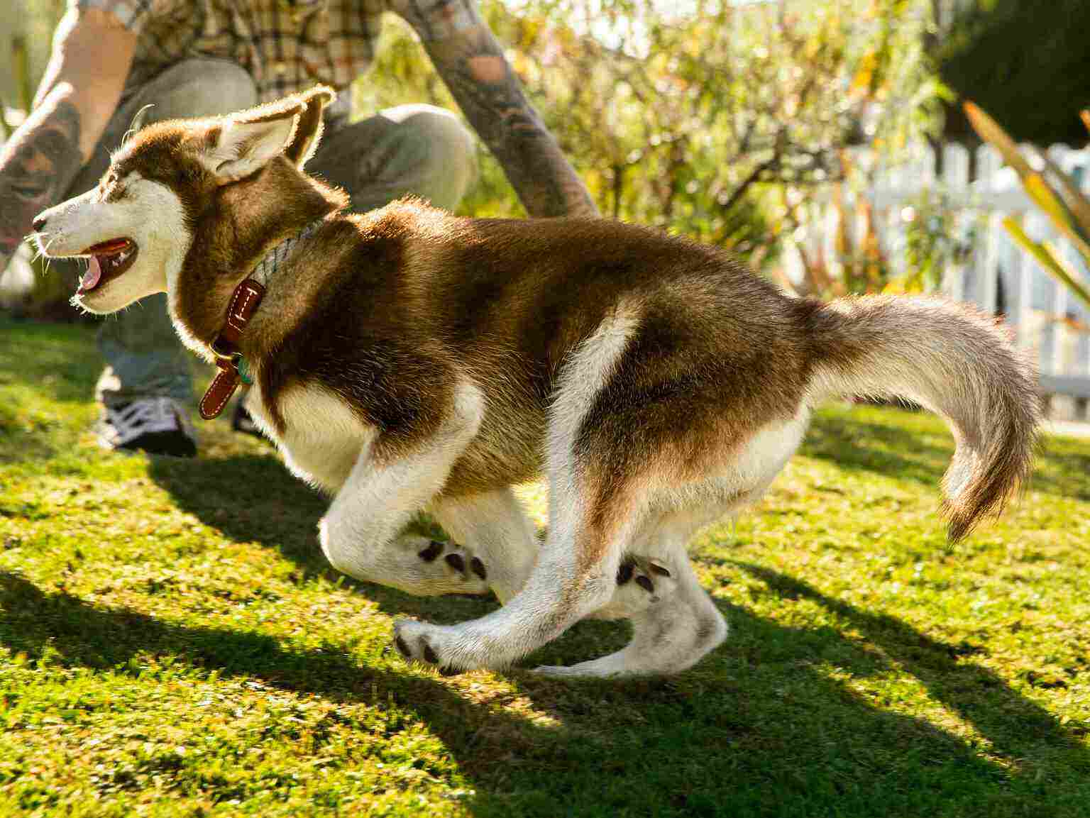 How Do You Train A 6 Week Old Puppy how-do-you-train-a-6-week-old-puppy