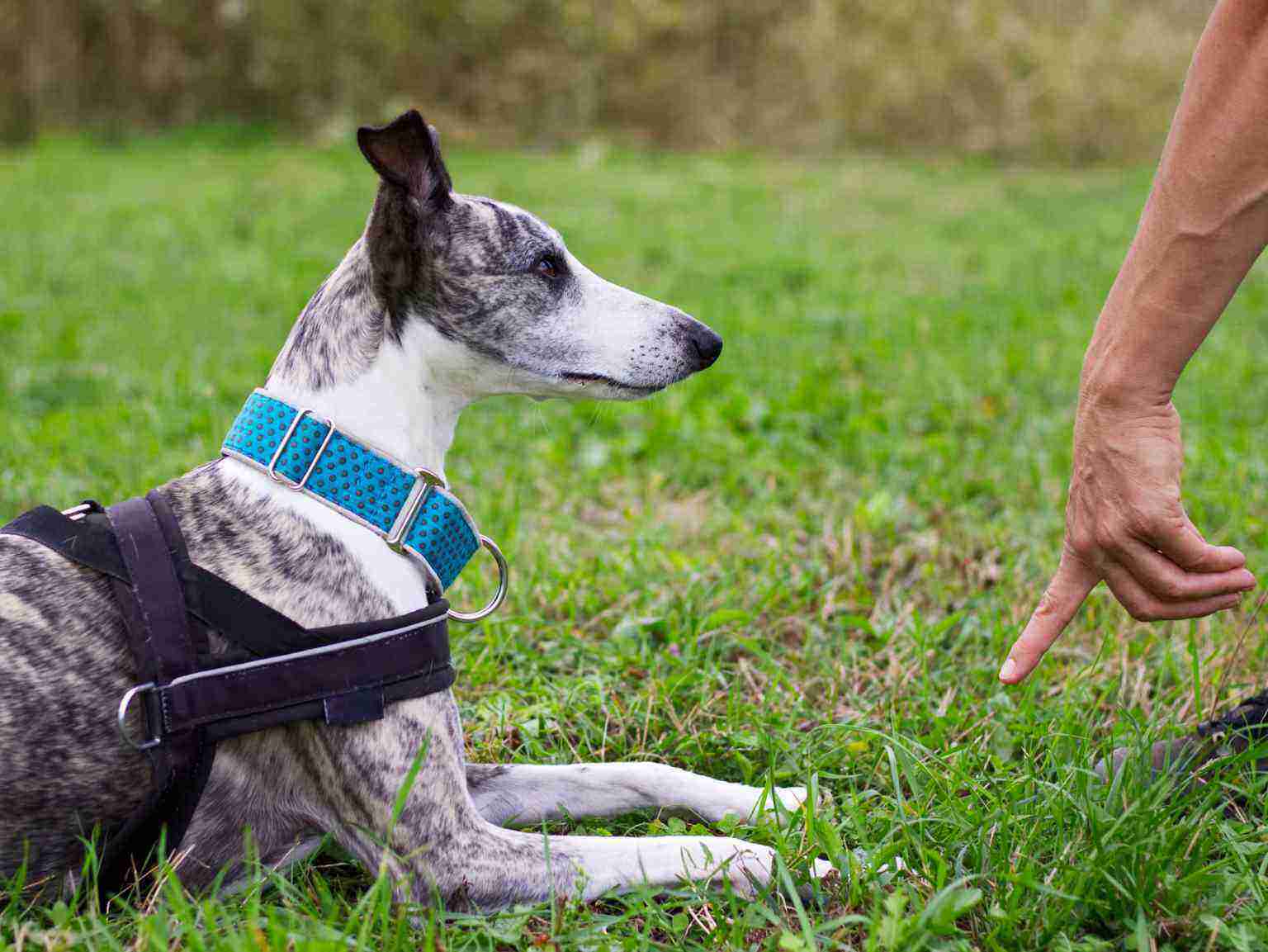 Puppy obedience training made simple Banfield Pet Hospital®