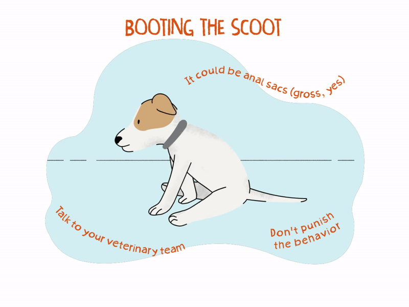 Dog wipes hot sale bum after poop