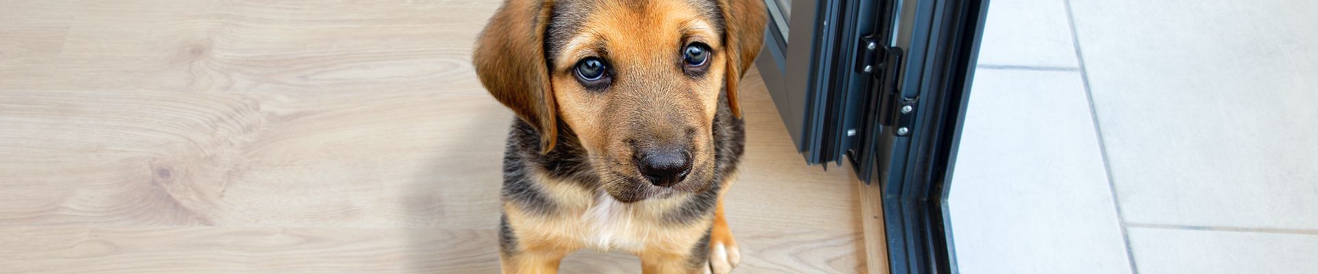 anxious puppy by door