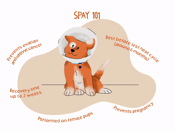 Spaying Or Neutering Your Puppy Banfield Pet Hospital Spaying Or Neutering Your Puppy Banfield Pet Hospital