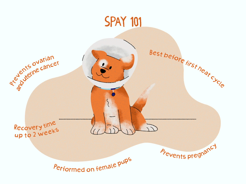 Is a girl dog spayed hot sale or neutered