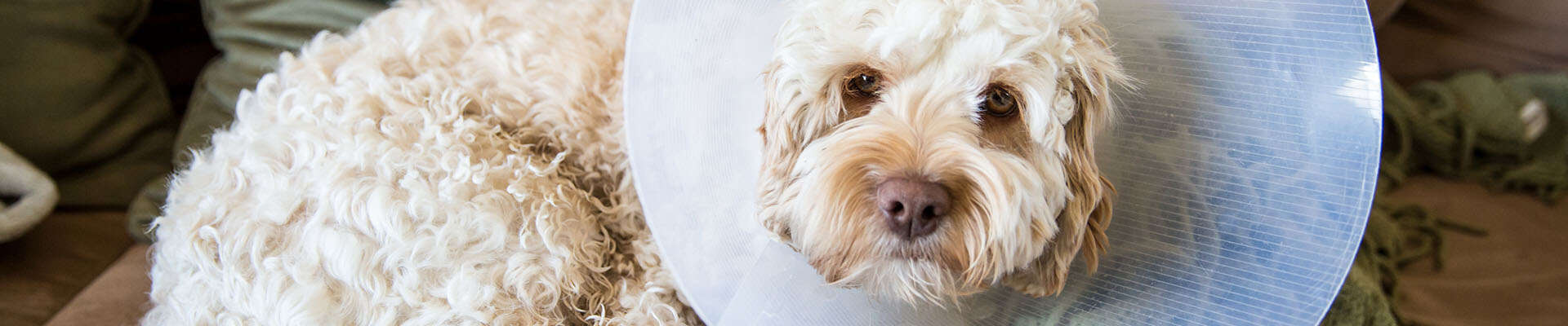 dog wearing plastic cone collar