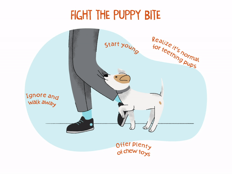 why does puppy bite so much