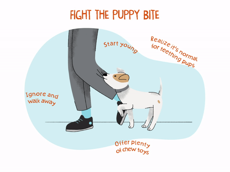 How To Get A Puppy To Stop Biting | Stop Puppy Biting | Cesar's Way