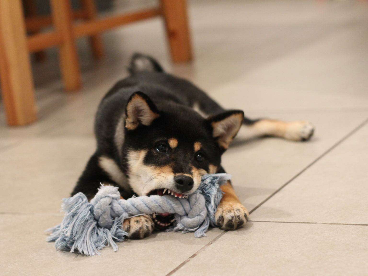 8 month top old puppy chewing