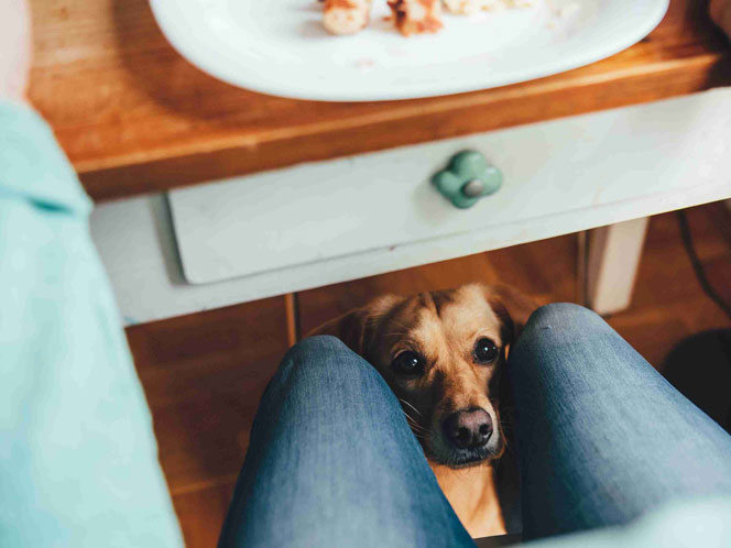 A dog looking at its owner through its legs
