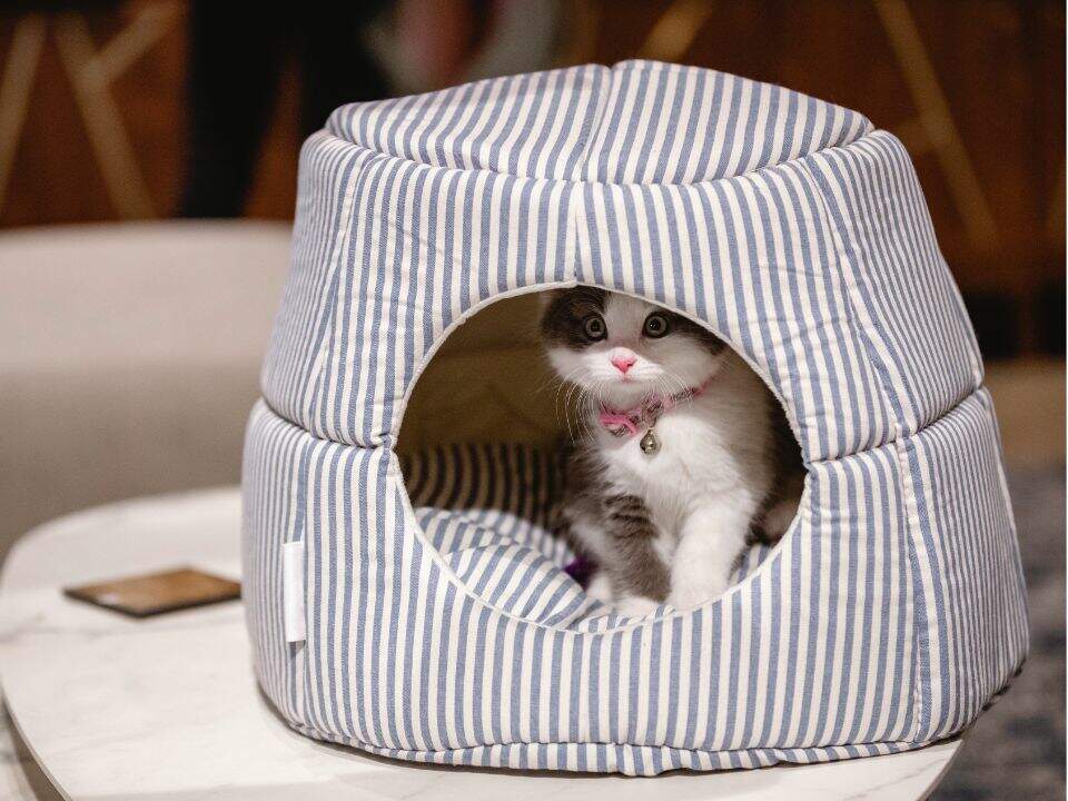 gray white kitten hides hooded bed