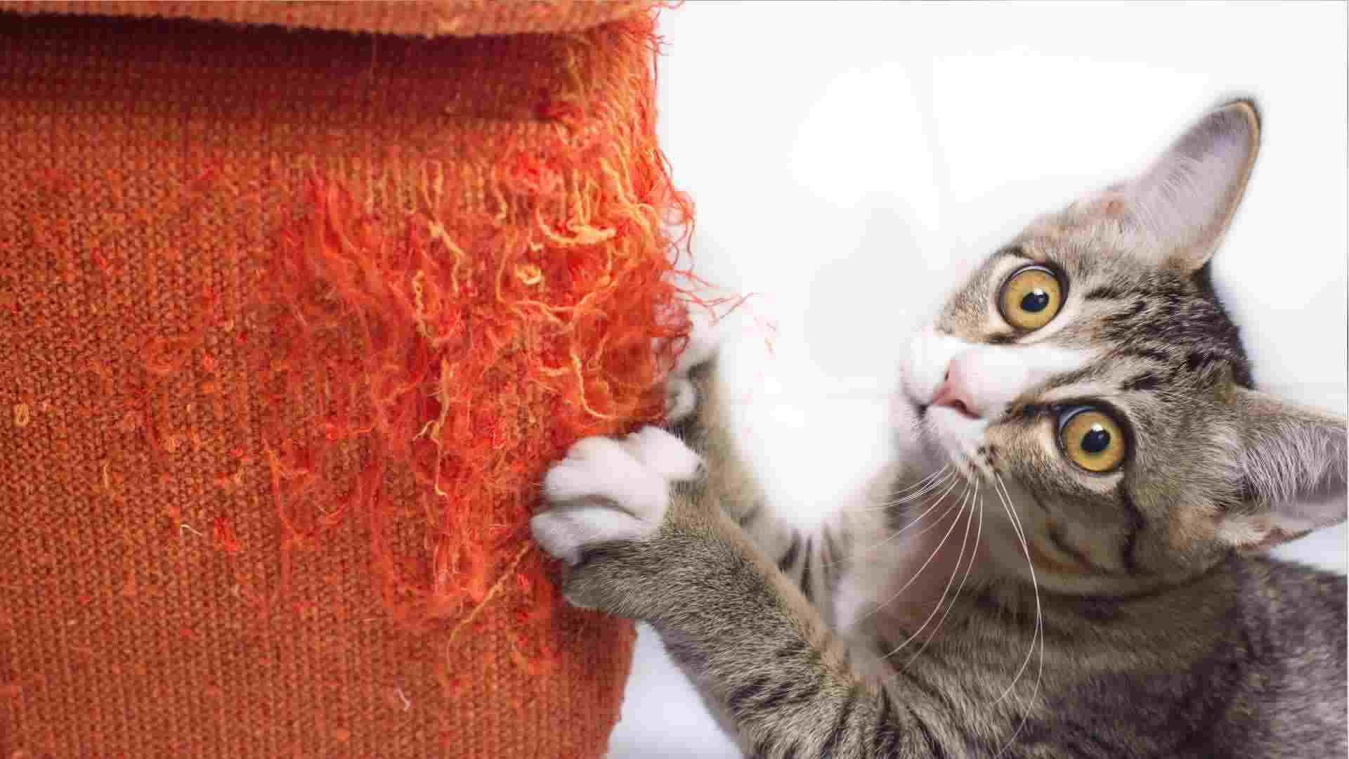 gray cat scratches orange couch