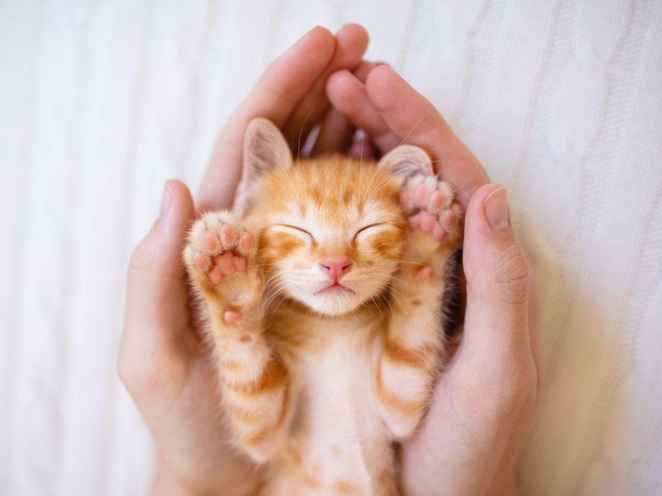 hands hold sleeping orange kitten