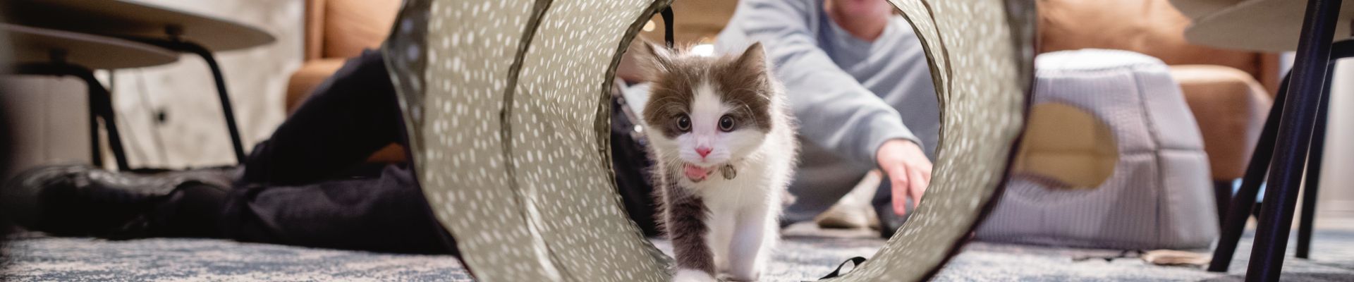 kittten cat tunnel owner floor banner