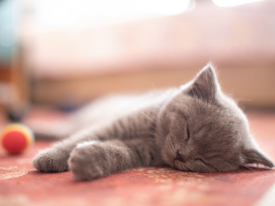 gray kitten sleeps wood floor