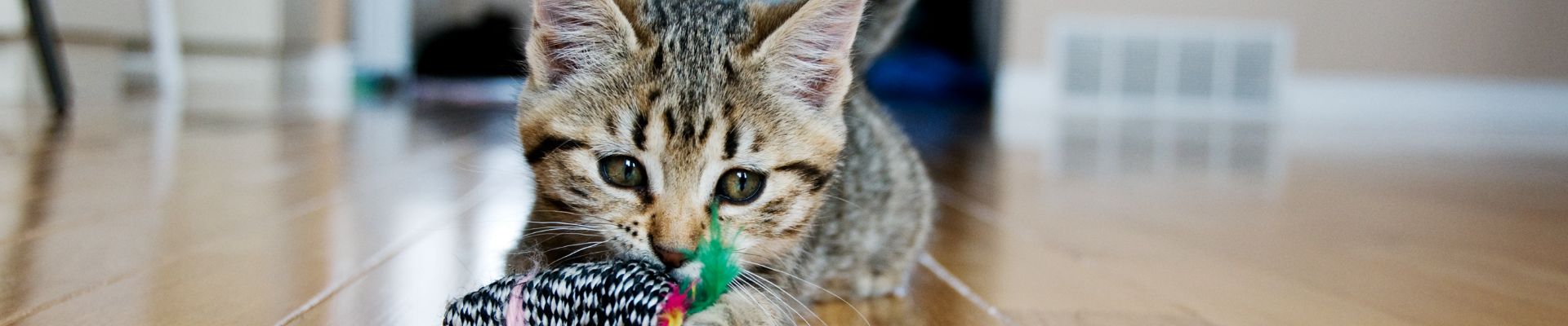 kitten chewing toy wood floor