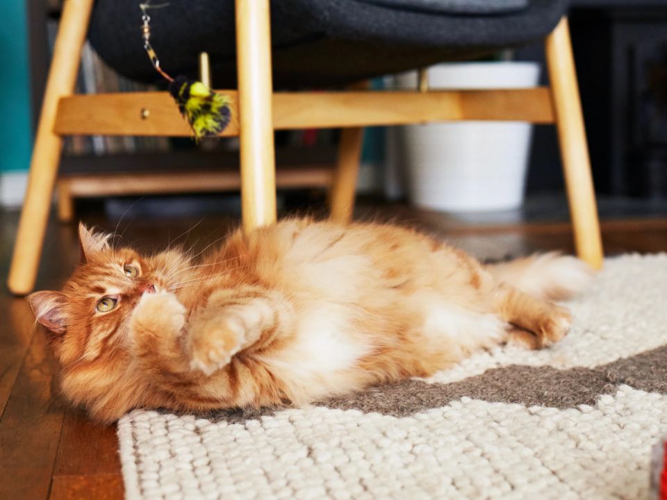 orange cat floor plays feather toy