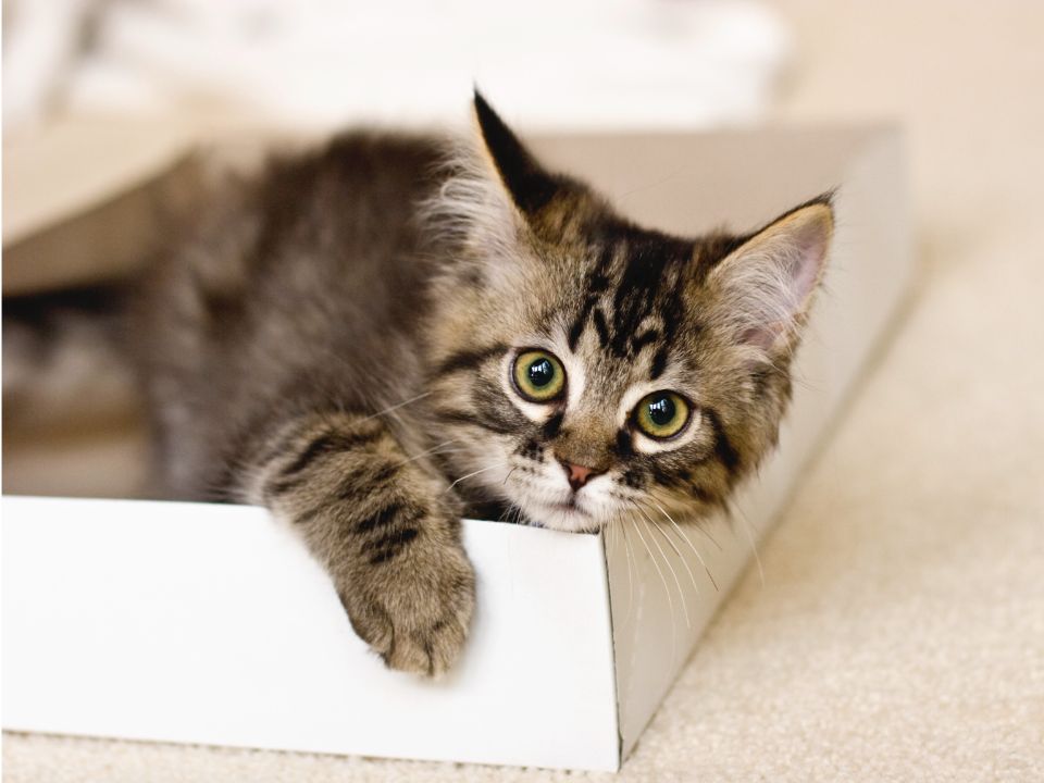 striped kitten lays box lid