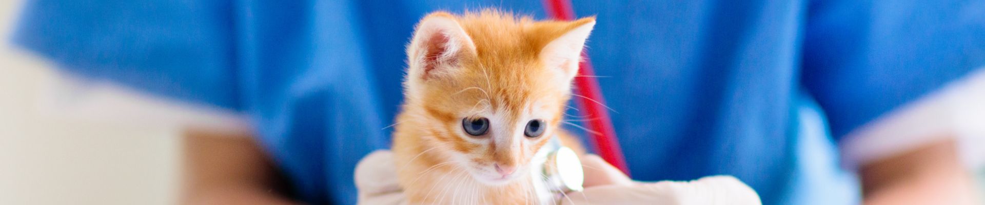 veterinarian checking heartbeat orange kitten